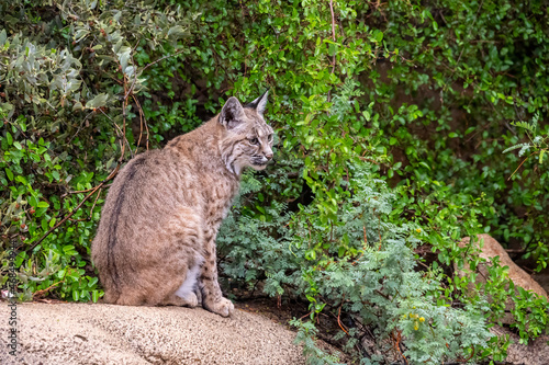 Bobcat Sitting near a Cluster of Bushes