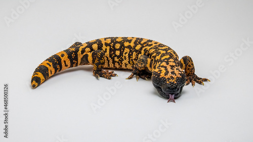 Hissing Gila Monster Lizard Isolated on White Background