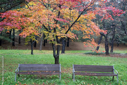 The scenery of the park where autumn rain and maple leaves fall