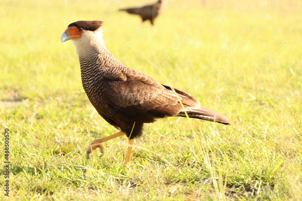 Obraz premium halcon pico rojo,birds