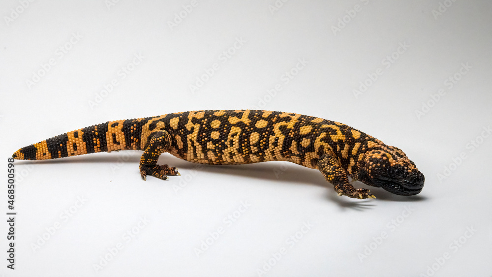 Fototapeta premium Gila Monster Lizard Isolated on White Background