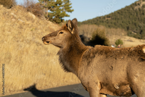 Female elk in Rocky Mountain National Park