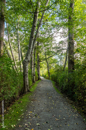 well paved gravel path in the park covered with fall leaves and tall green trees grew on both sides