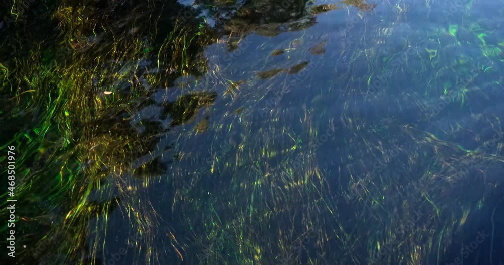 Top view on crystal clear water and green seaweed. Traveling through a pure natural river. Beautiful river with crystal clear waters, surrounded with reeds. Landscape background in 4k resolution Top view on crystal clear water and green seaweed. Traveling through a pure natural river. Beautiful river with crystal clear waters, surrounded with reeds. Landscape background in 4k resolution