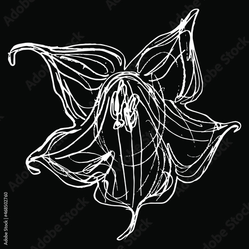 Single flower of red datura. Brugmansia sanguinea. Isolated vector illustration. Hand drawn linear doodle rough sketch. White silhouette on black background.