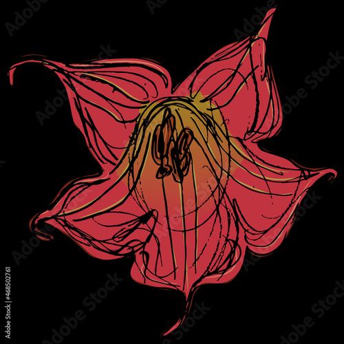 Single flower of red datura. Brugmansia sanguinea. Isolated vector illustration. Hand drawn colorful rough sketch. On black background.