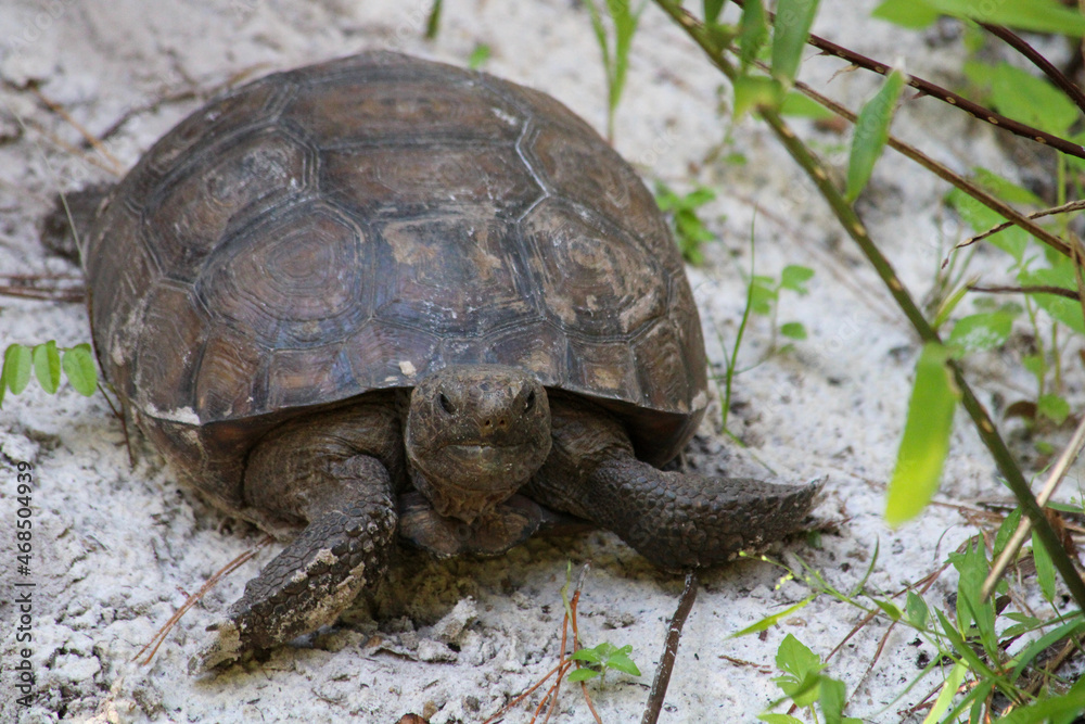 Obraz premium turtle on the ground