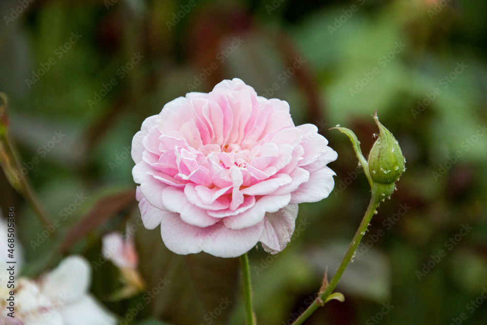 rosa y pinpollo, jardin, en primavera rosa y pinpollo, jardin, en primavera