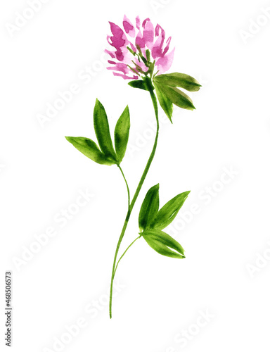 red clover plant, watercolor drawing wild flower, isolated at white background, hand drawn illustration
