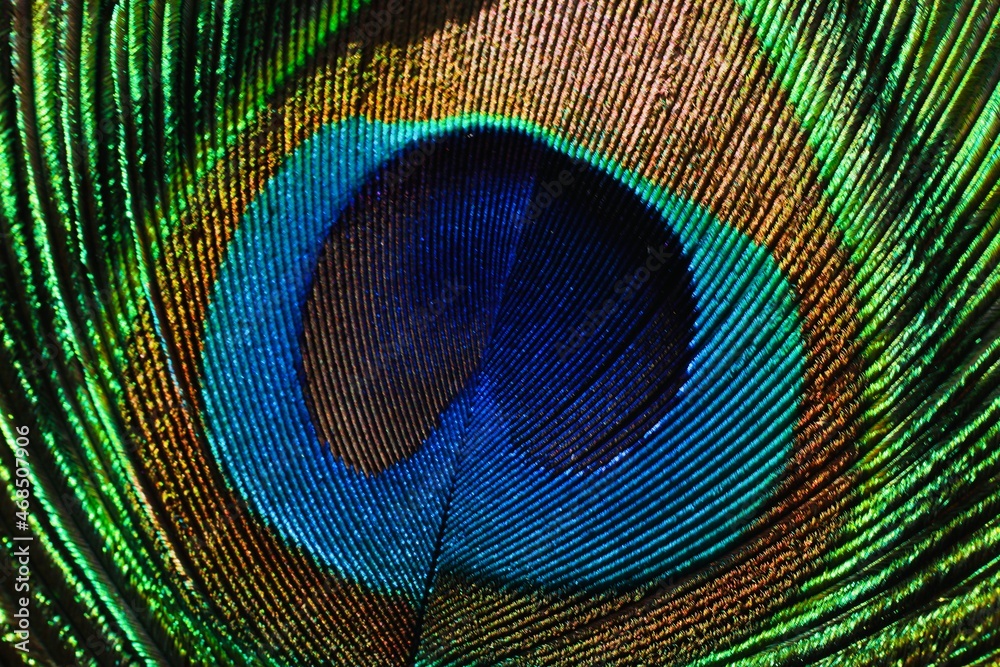 Naklejka premium peacock feather close up. Peafowl feather background.