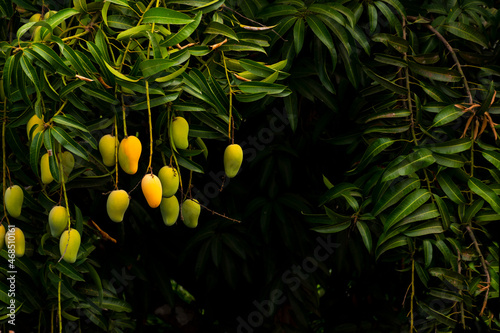 mango fruit ready to be harvested