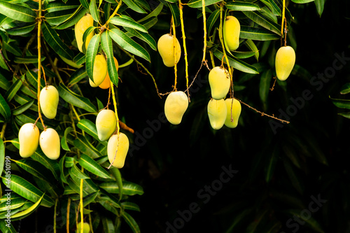 mango fruit ready to be harvested