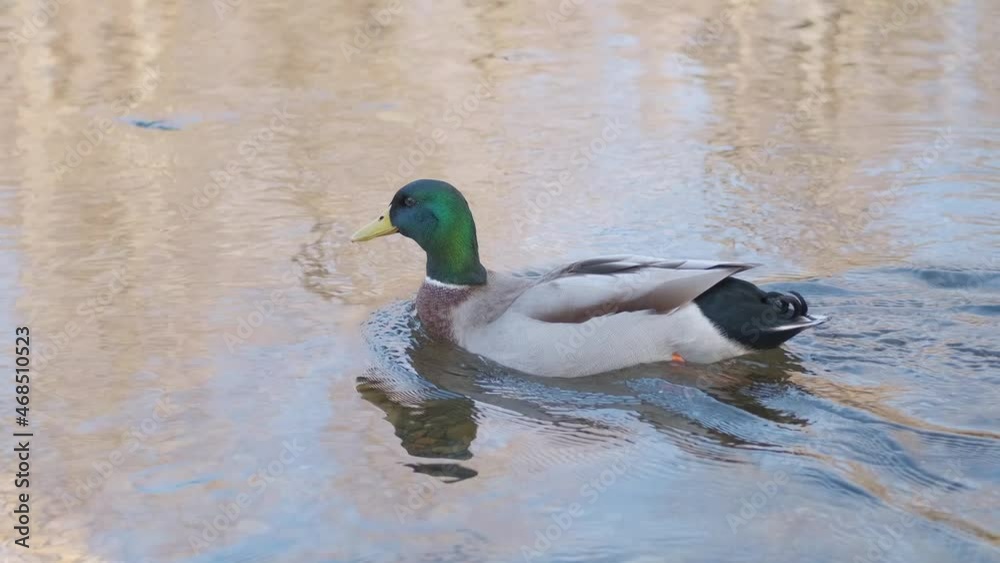 Duck drake swims on the river. Duck drake swims on the river.