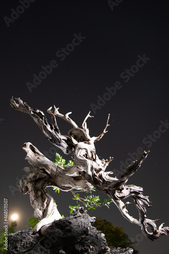 Bantigue bonsai  tree standing alone at the night sky with shinning moon on background photo