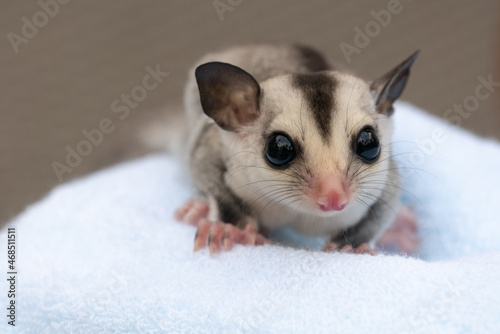 Obraz na płótnie Close-up of a domestic sugar glider sitting and looking around