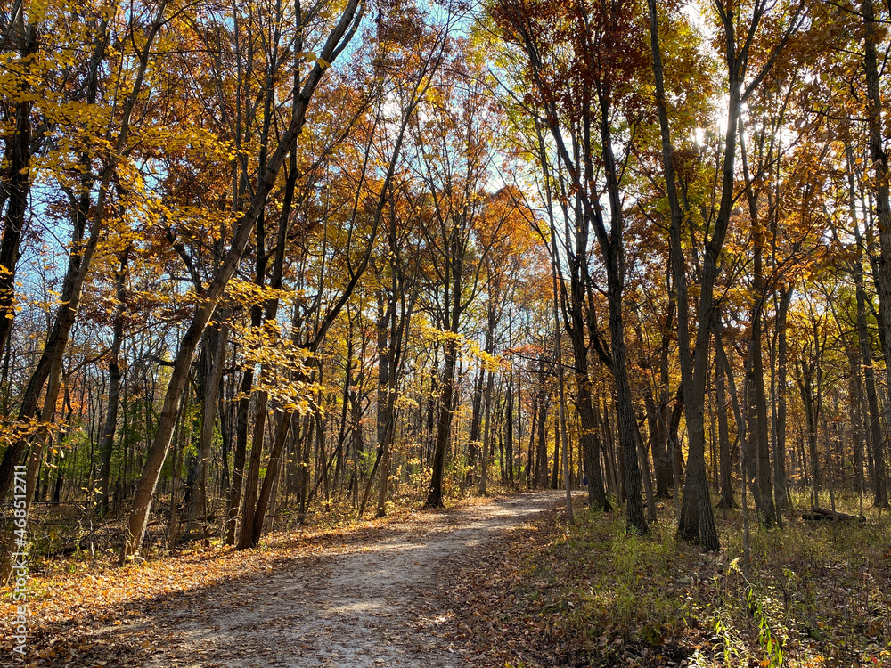 Winding trail in Cook County Forest Preserve on a late autumn afternoon