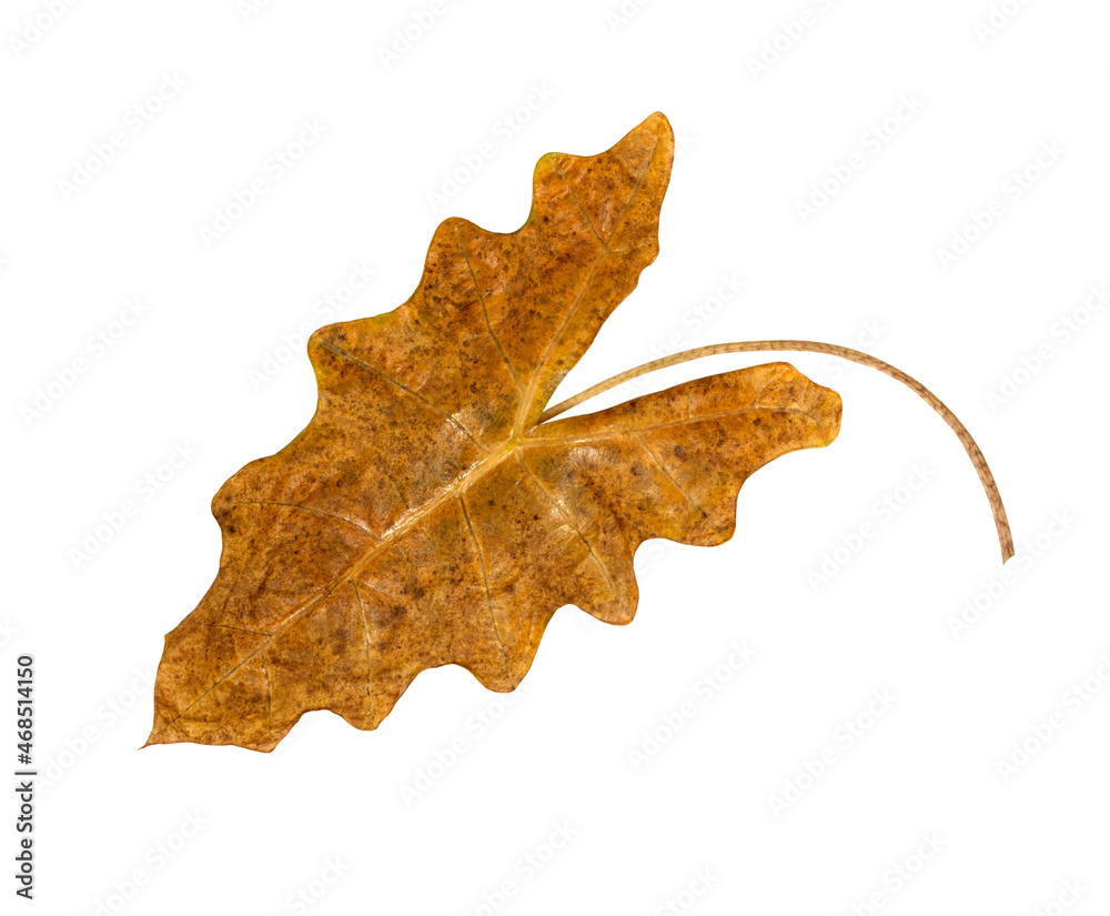 Naklejka premium brown leaves isolated on white background