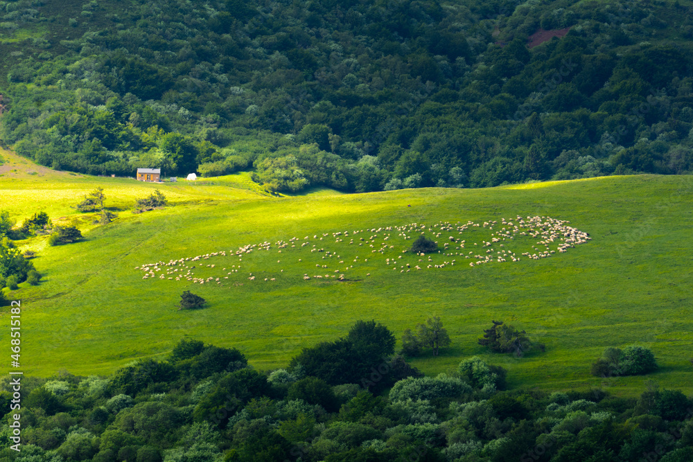 Meadow with sheeps in grass, Auvergne landscape