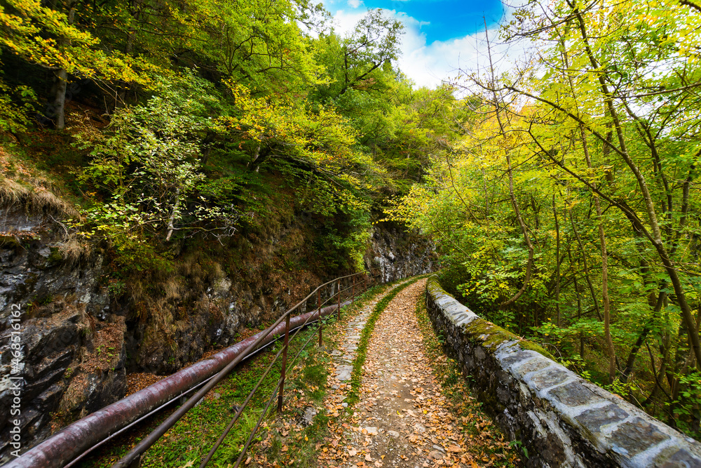 Path with yellow leaves