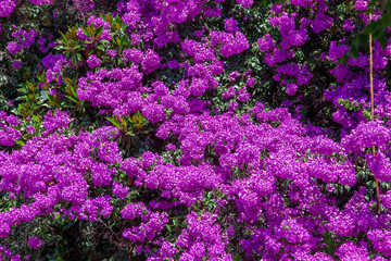 Sierkussen Paars Roze bougainvillea in Turkse straat  © OlegD
