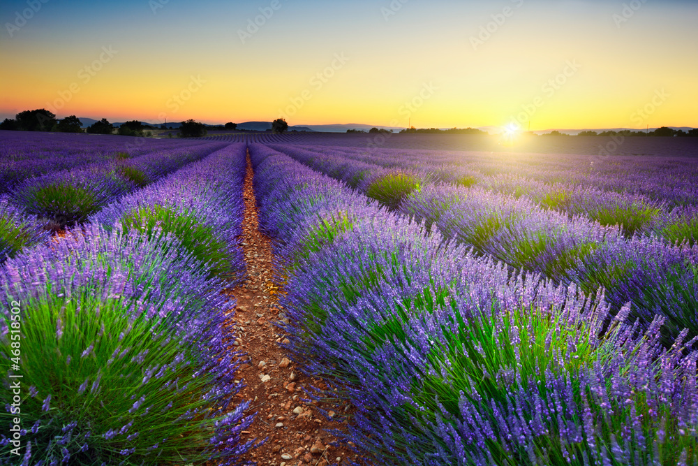 Obraz premium Lavender field at sunset, Provence, France