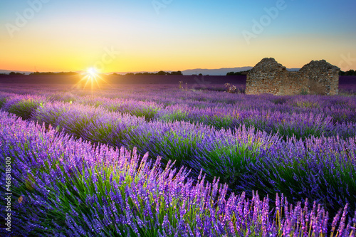 Lavender field and hut at sunset, Provence, France