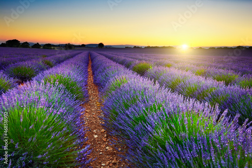 Lavender field at sunset, Provence, France