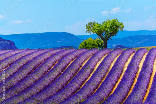 Landscape and lavender field, France new