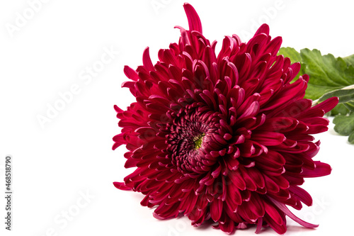 Red chrysanthemum flower isolated on white background.