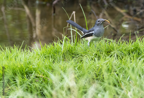Female oriental magpie-robin with prey perching on grasses , Thailand photo