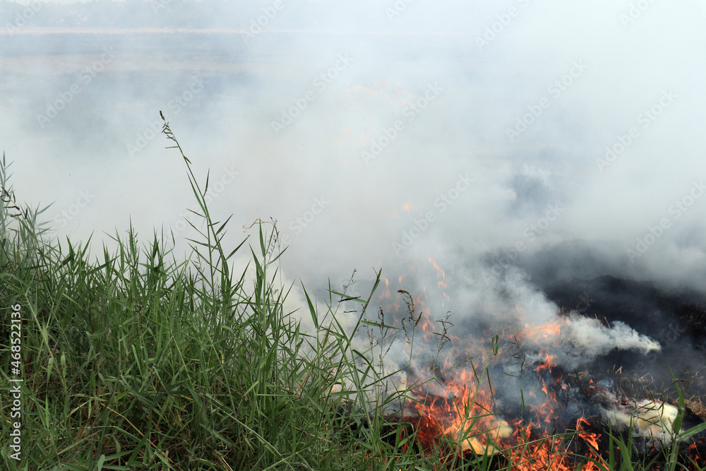 Close up of burning of stubble in paddy fields after harvesting