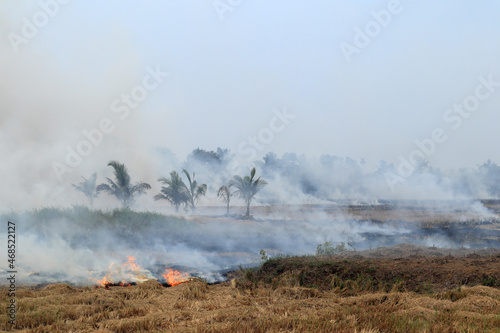 Burning of stubble in paddy fields after harvesting