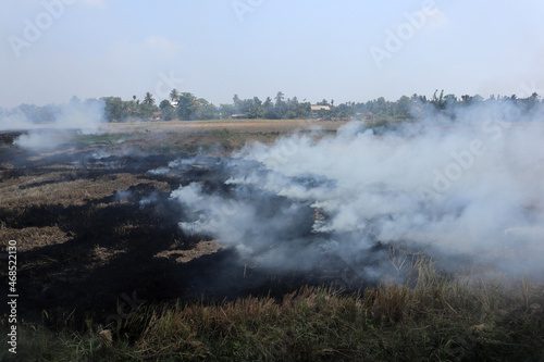 Burning of stubble in paddy fields after harvesting