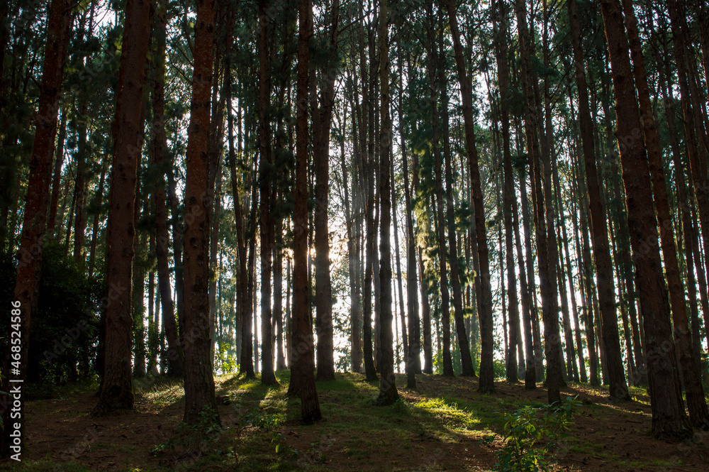 Fototapeta premium Pine trees