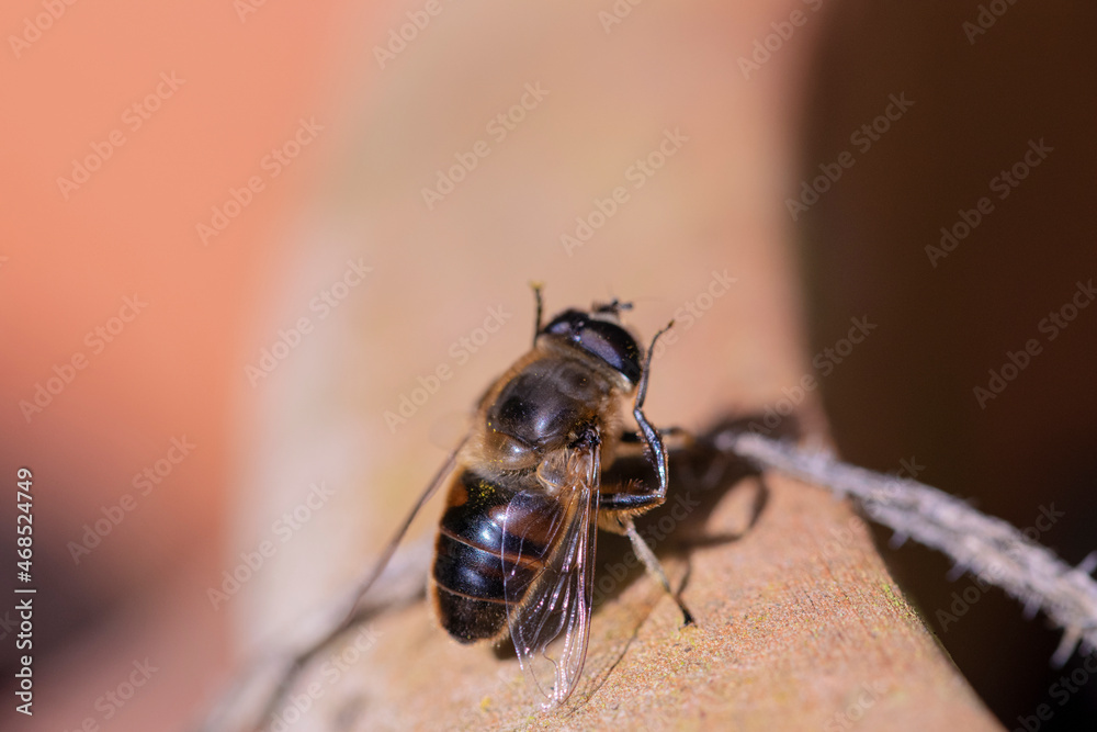 Bee cleaning itself Bee cleaning itself