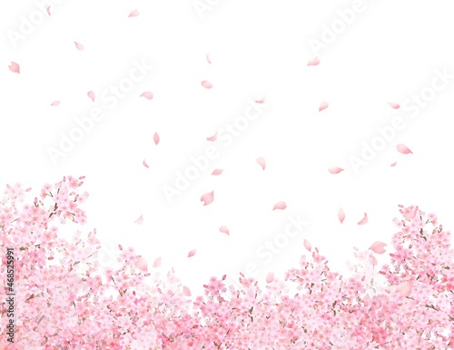美しく華やかな満開の桜の花と花びら舞い散る春の白バックフレームベクター素材イラスト 