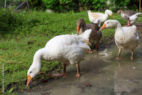 Group goose is eatting grass in nature farm garden after rainny day