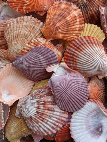 many colored seashells