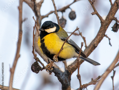 Portrait of a yellow bird on the branches of a tree