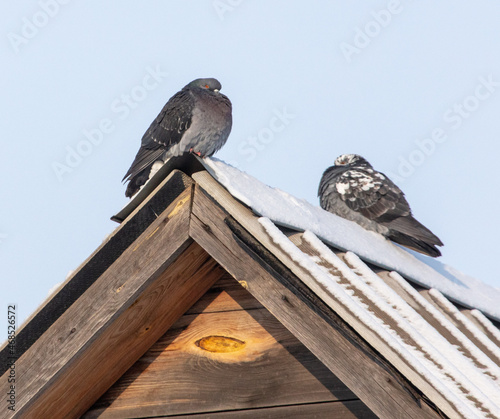 Two pigeons on the roof of a house