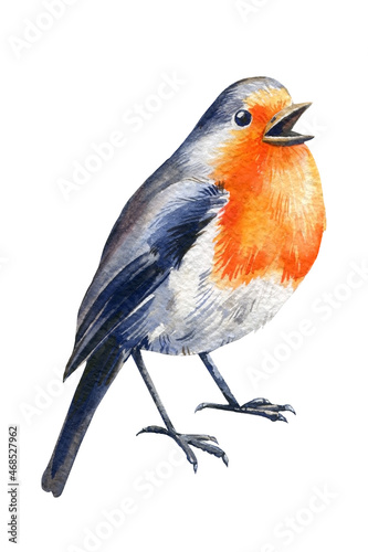 Robin bird watercolor. Hand drawn Illustration isolated on white background © Hanna