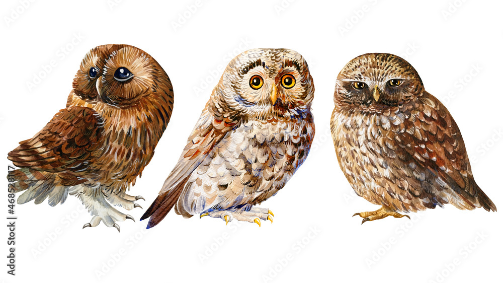 Set of birds owl on an isolated background, wildlife watercolor hand drawing, forest bird Set of birds owl on an isolated background, wildlife watercolor hand drawing, forest bird