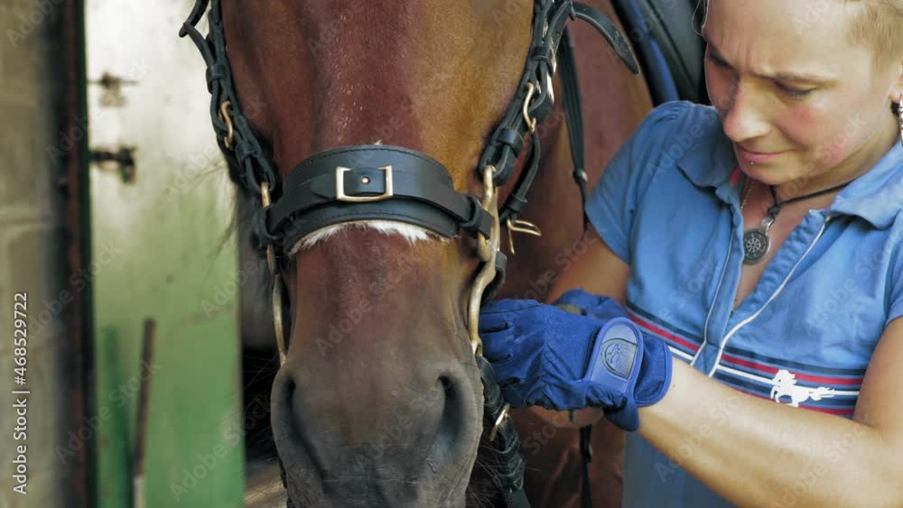 horse care. Horsewoman harnesses bay horse, prepares palfrey for horseback riding. Equitation. jockeyship. equestrianism. Equestrian sport. Horse riding.