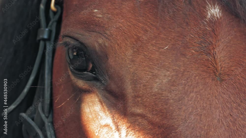 horse eyes. close-up. dark, black, big horse eyes in the sun rays. Horse love. Equitation. Horse in detail.