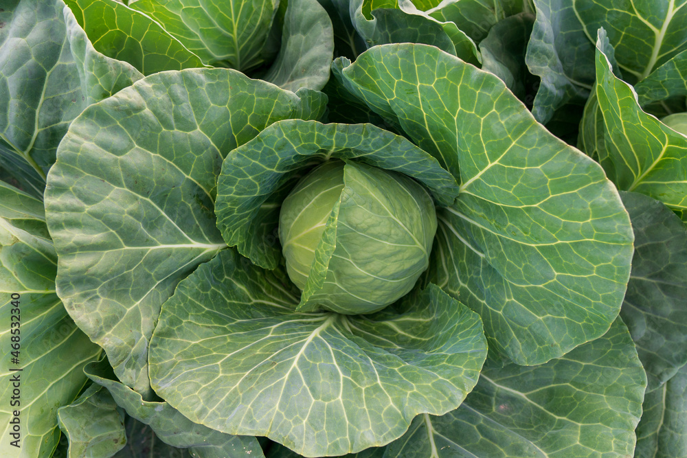 head of young green cabbage close-up. head of young green cabbage close-up.