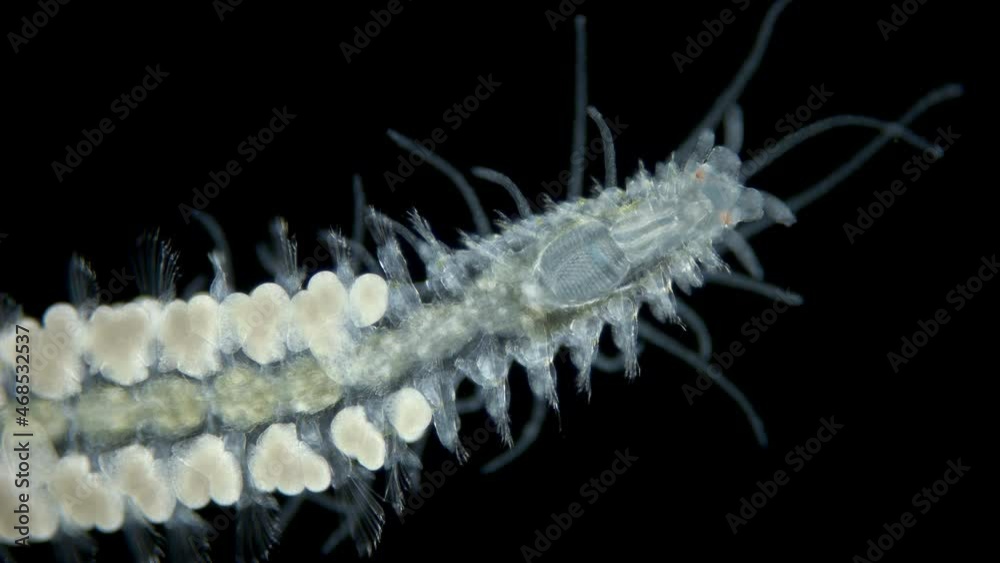 Polychaete Rostrum worm Polychaeta under a microscope, Syllidae family, female with eggs ...