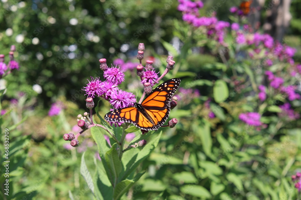 Naklejka premium Monarch Butterfly on Flower Wings Open