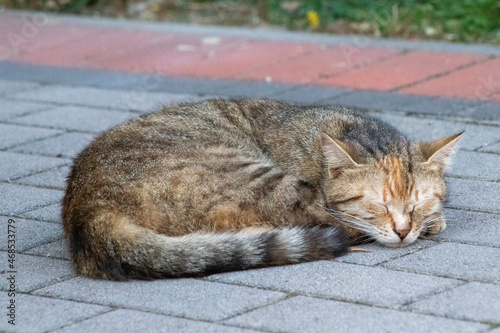 Cat sleeping