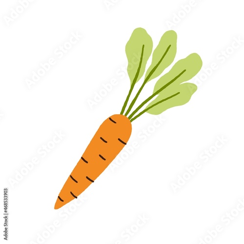 Carrot with top leaf. Fresh orange root vegetable with crunchy tuber and leav...