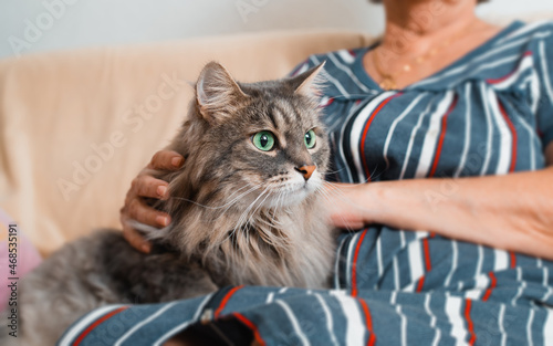 Canvas Print Close-up of gray furry cat with large green eyes resting, lying in arms of an older woman at home